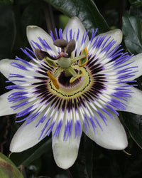 inspiratie-2