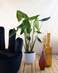 inspiratie-1