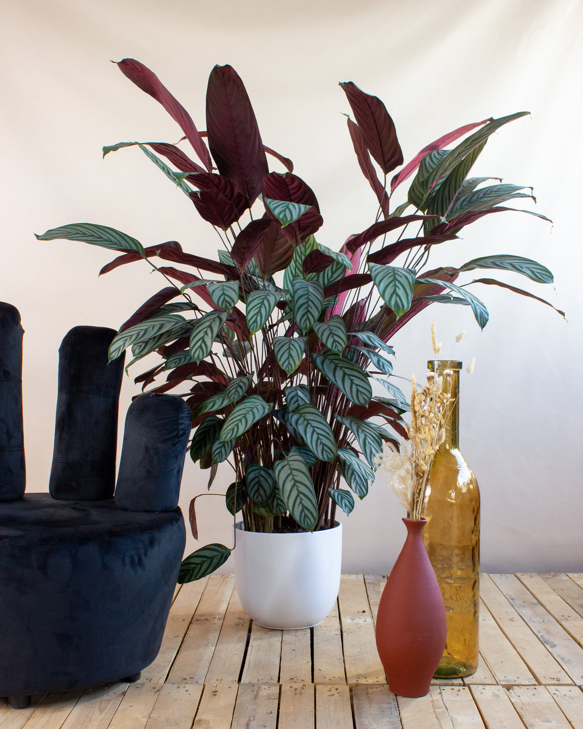 Ctenanthe oppenheimiana (XL) inspiratie 1