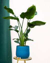 inspiratie-5
