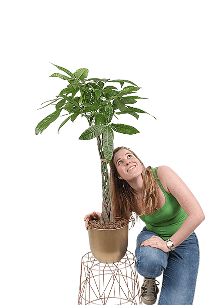 Plantenliefhebber