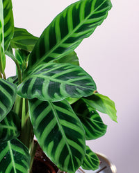 inspiratie-7