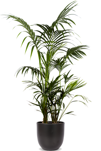 Howea forsteriana (Kentiapalm) (XL)