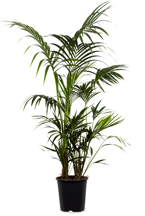 Howea forsteriana (Kentiapalm) (XL)