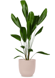 Licuala grandis (Waaierpalm) (L)