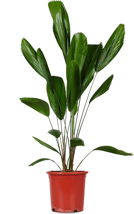 Licuala grandis (Waaierpalm) (L)