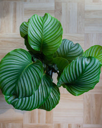 inspiratie-7