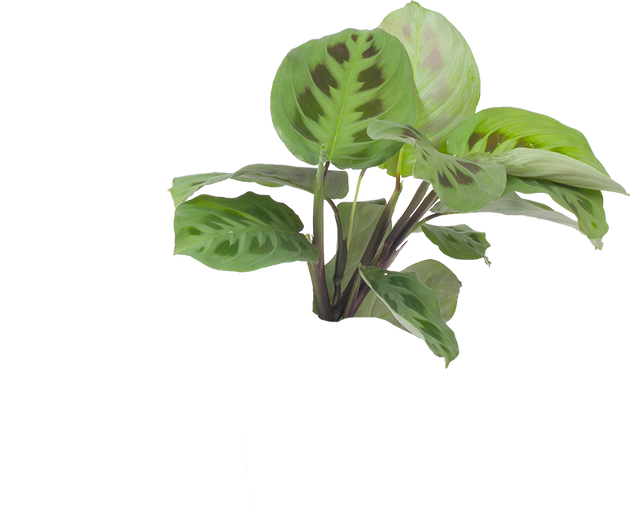 product-image-overlay