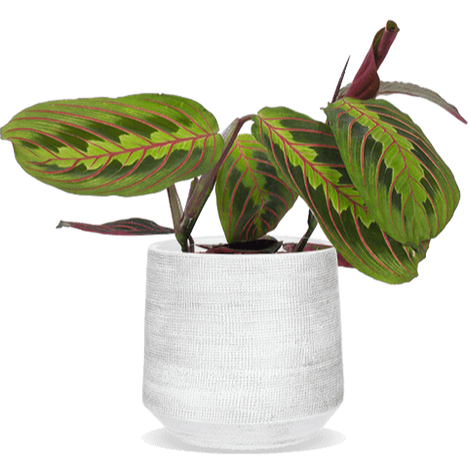 Maranta leuconeura fascinator tricolor (Gebedsplant) (S)