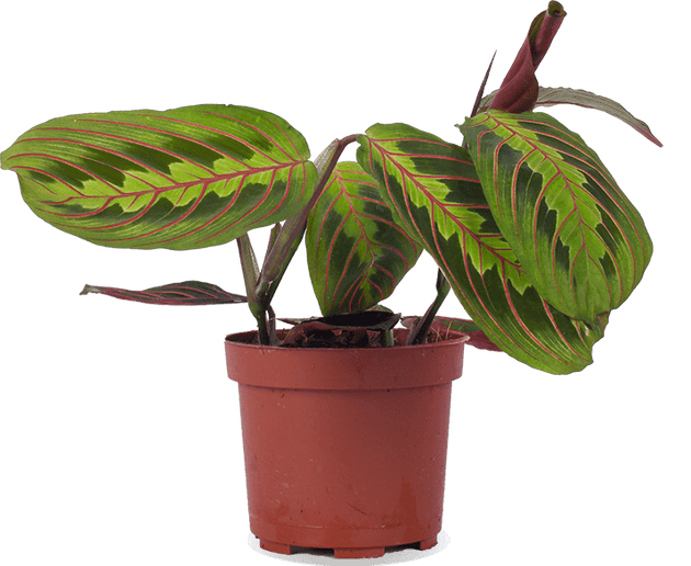 Maranta leuconeura fascinator tricolor (Gebedsplant) (S)