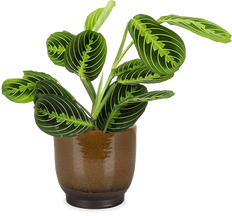 Maranta lemon lime (Gebedsplant) (S)