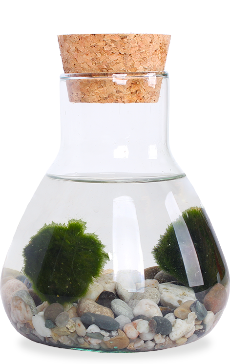 Aegagropila linnaei (Marimo moss ball) (XS)