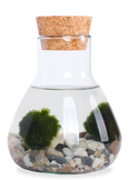 Aegagropila linnaei (Marimo moss ball) (XS)