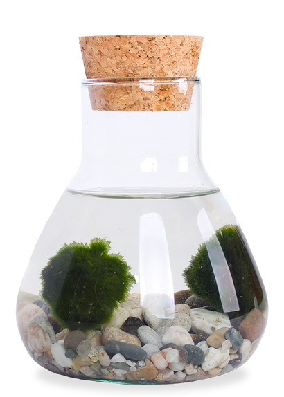 Aegagropila linnaei (Marimo moss ball) (XS)