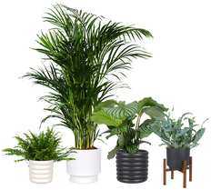 TEST Native Bundles - Plant B