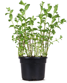 Munt (Mentha spicata)