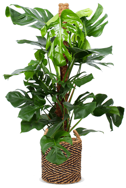 Monstera pertusum (Gatenplant) (L)