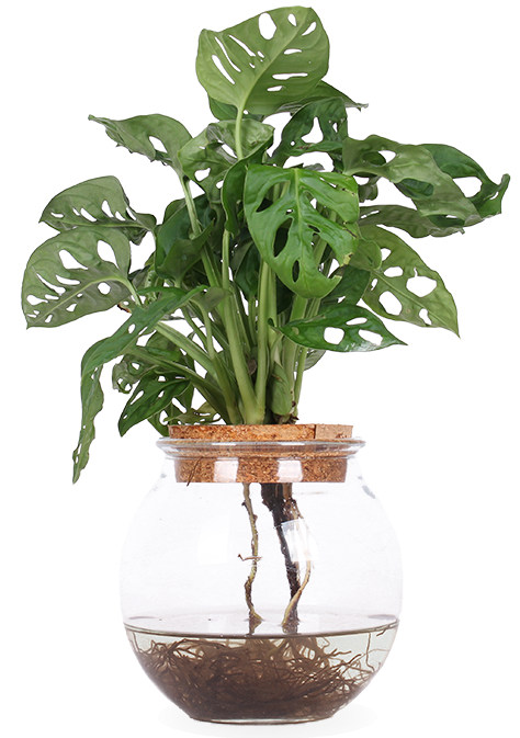Monstera adansonii op water (Monkey leaf) (S)