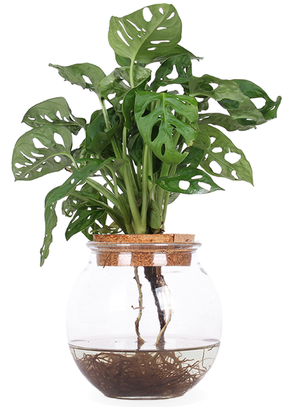 Monstera adansonii op water (Monkey leaf) (S)