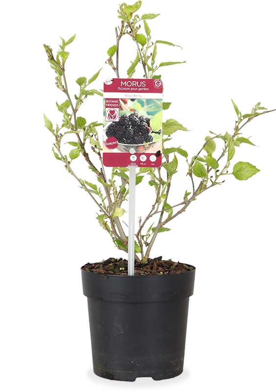 Morus rotundiloba matsunga "Mojo berry" (Dwergmoerbei) (M)