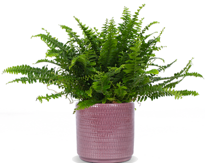 Nephrolepis (Krulvaren) (S)