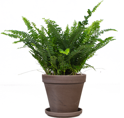 Nephrolepis (Krulvaren) (S)