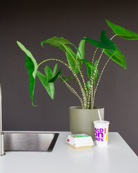 inspiratie-6