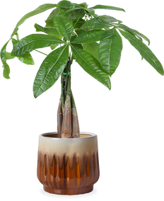Pachira aquatica (Geldboom) (S)
