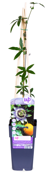 Passiflora caerulea (Passiebloem) (M)