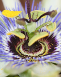 inspiratie-1