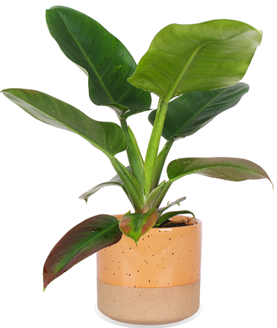 Philodendron imperial green (M)