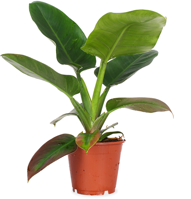 Philodendron imperial green (M)