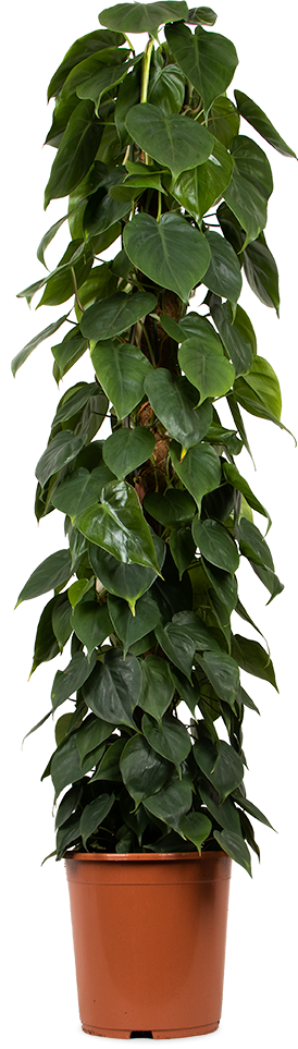 Philodendron scandens (Heartleaf philodendron) (XL)