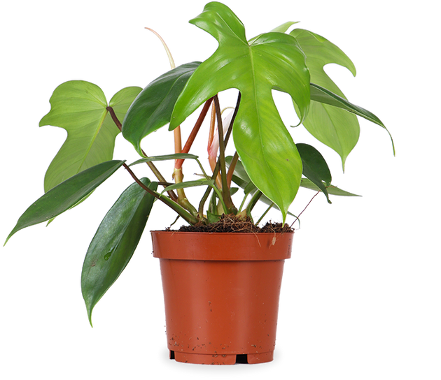 Philodendron florida green (S)