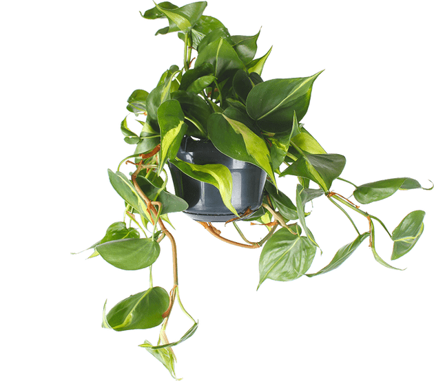 Philodendron scandens "brasil" (Heartleaf philodendron) (S) (30cm)