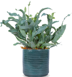 Phlebodium blue star (Blauwvaren) (S)