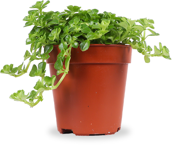 Pilea depressa (Kanonplantje) (XS)