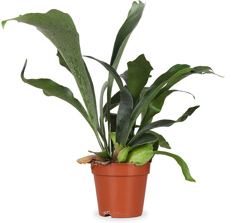Platycerium (Hertshoornvaren) (S)
