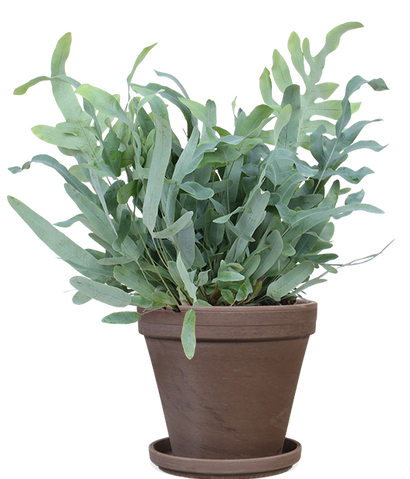Phlebodium blue star (Blauwvaren) (M)