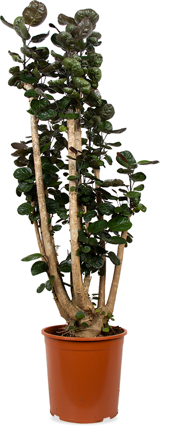 Polyscias fabian (Aralia) (XL)