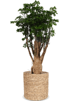Polyscias parsley bonsai (M)
