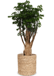 Polyscias parsley bonsai (M)