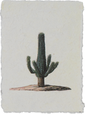 Plant poster (Erytrea)