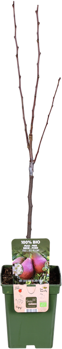 Perenboom (Pyrus communis rote williams)
