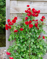 inspiratie-2