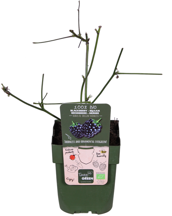 Doornloze zwarte braam (Rubus fruticosus)