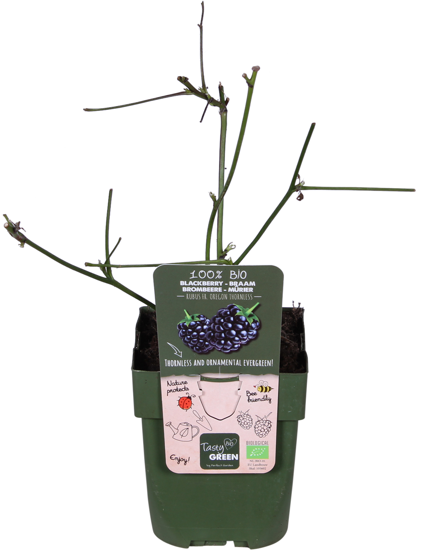 Doornloze zwarte braam (Rubus fruticosus)