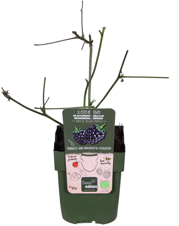 Doornloze zwarte braam (Rubus fruticosus)
