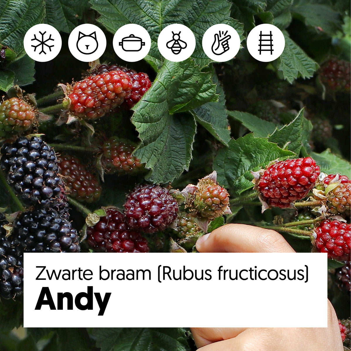 Rubus fruticosus (Zwarte braam) online kopen | Plantsome