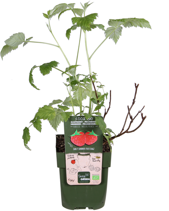 Framboos (Rubus ideaus) (S)